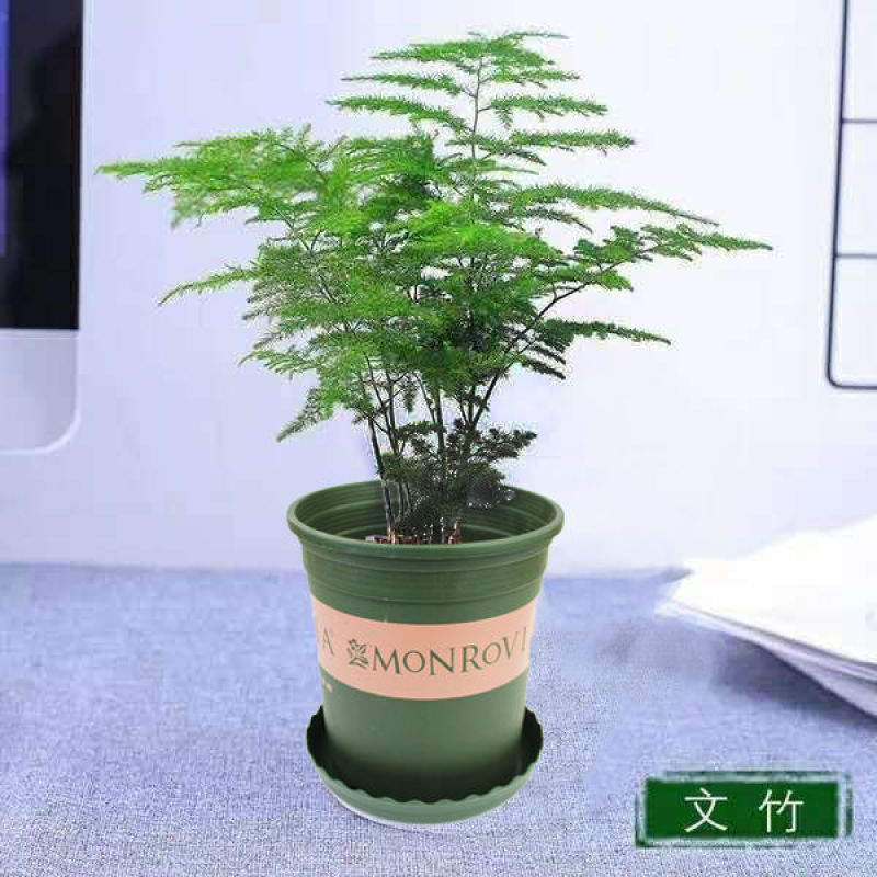 文竹盆栽绿植室内土水培植物云竹盆景带盆花卉客厅四季常青文