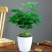 文竹盆栽绿植室内土水培植物云竹盆景带盆花卉客厅四季常青文