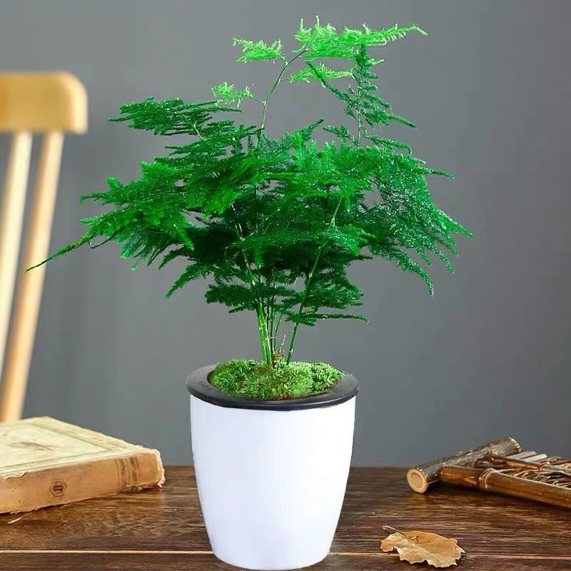 文竹盆栽绿植室内土水培植物云竹盆景带盆花卉客厅四季常青文