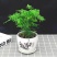 文竹盆栽绿植室内土水培植物云竹盆景带盆花卉客厅四季常青文