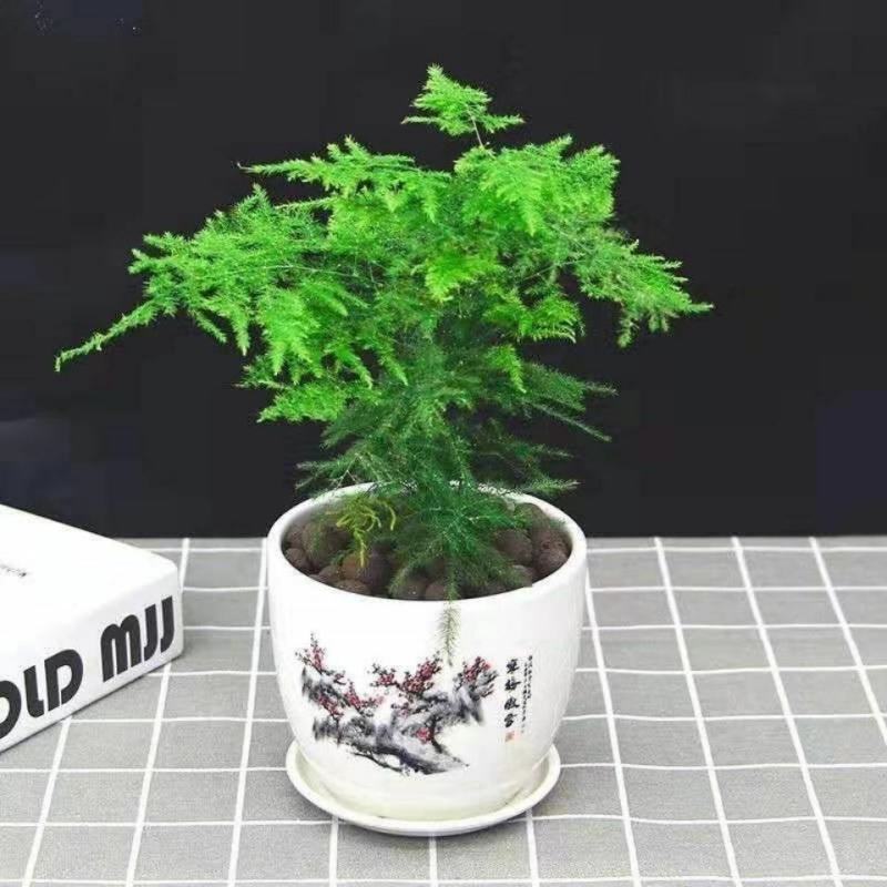 文竹盆栽绿植室内土水培植物云竹盆景带盆花卉客厅四季常青文