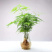 文竹盆栽绿植室内土水培植物云竹盆景带盆花卉客厅四季常青文