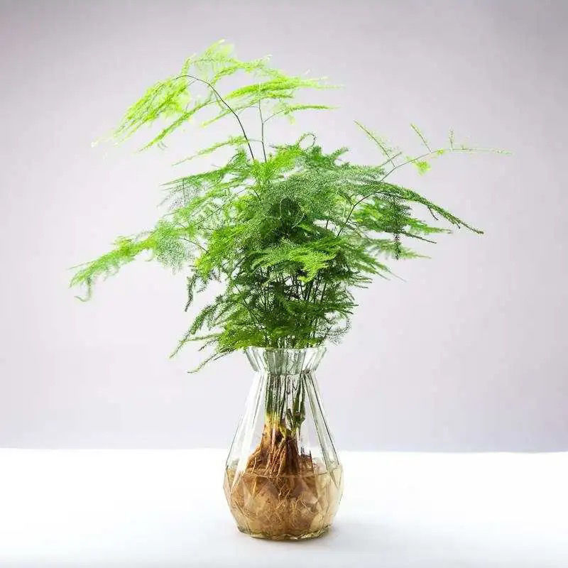 文竹盆栽绿植室内土水培植物云竹盆景带盆花卉客厅四季常青文