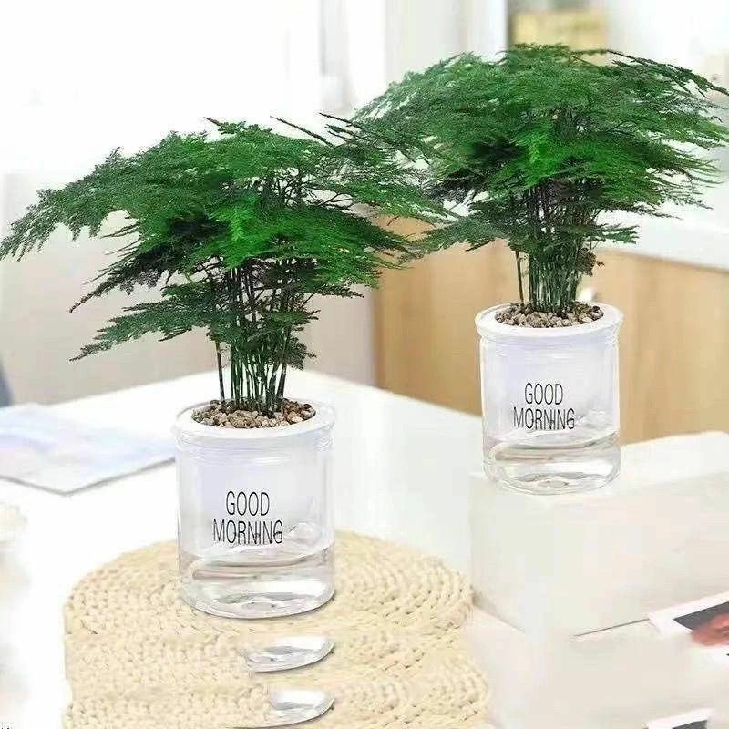 文竹盆栽绿植室内土水培植物云竹盆景带盆花卉客厅四季常青文