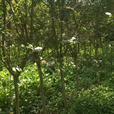 紫薇3到15公分，丛生紫薇，紫薇花瓶造型