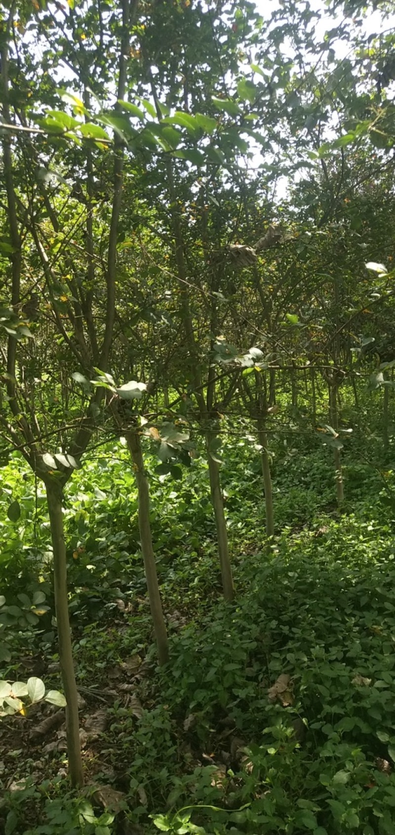 紫薇3到15公分，丛生紫薇，紫薇花瓶造型