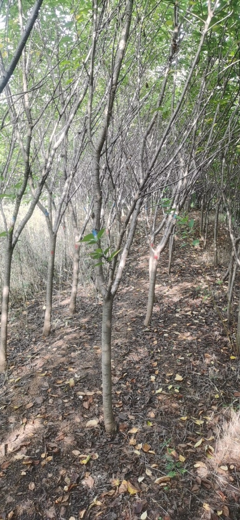 紫薇3到15公分，丛生紫薇，紫薇花瓶造型