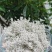 2022春恩施特产野生藤茶来凤藤茶龙须嫩芽调节三高改善睡