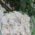 2022春恩施特产野生藤茶来凤藤茶龙须嫩芽调节三高改善睡