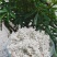 2022春恩施特产野生藤茶来凤藤茶龙须嫩芽调节三高改善睡