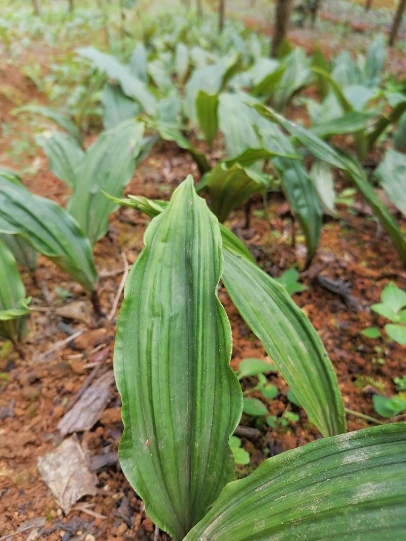毛慈姑山慈姑冰梨子人头七野生驯化种苗一首货源