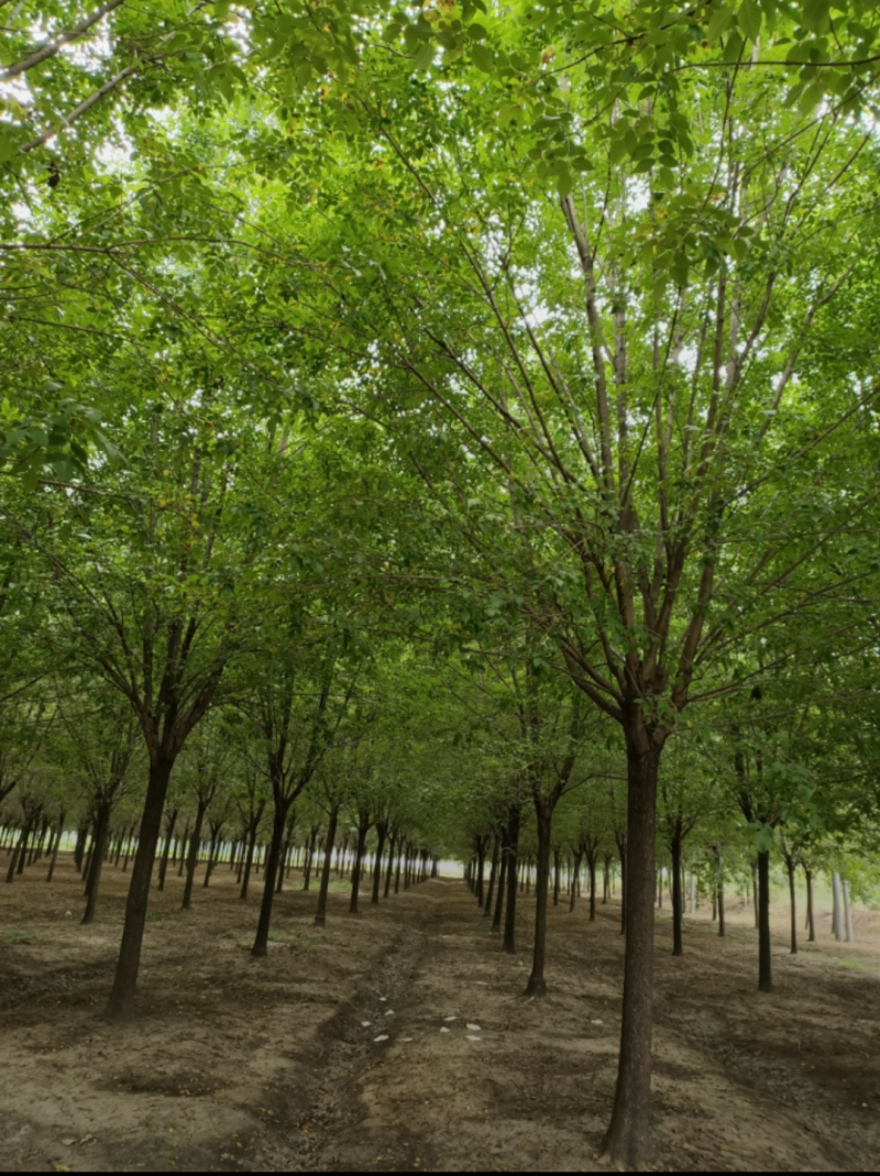 速生白蜡河北，12公分14公分16公分18公分20公分