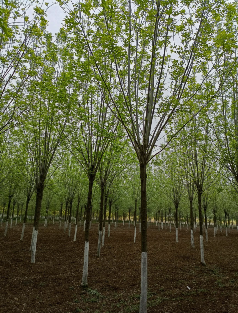 速生白蜡河北，12公分14公分16公分18公分20公分
