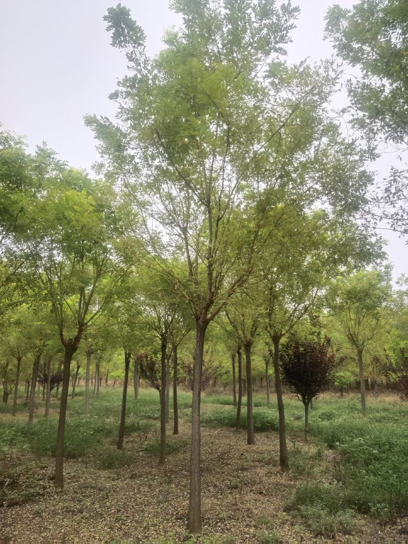 国槐，金枝槐泰安市泰山区大型基地种植基地发货一手货