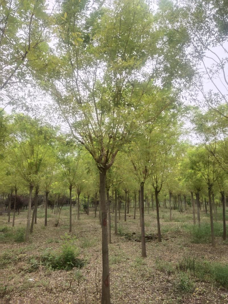国槐，金枝槐泰安市泰山区大型基地种植基地发货一手货