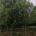 （老白蜡）3公分6公分8公分10公分12公分，大量出售