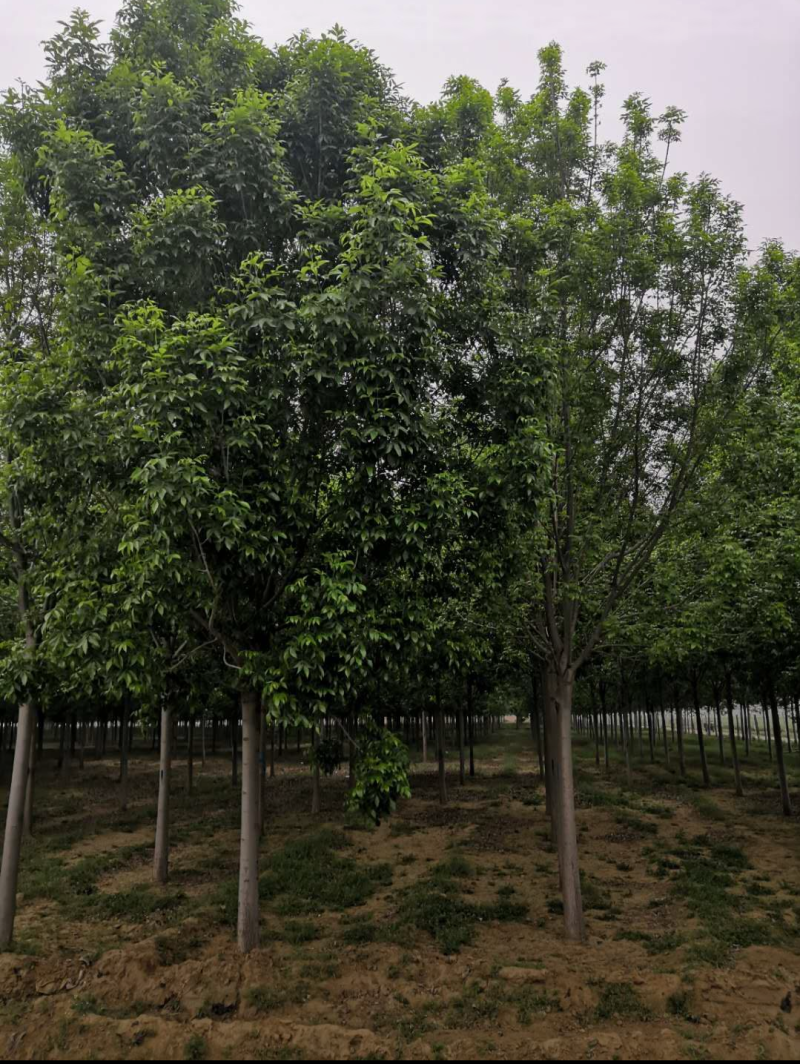（老白蜡）3公分6公分8公分10公分12公分，大量出售