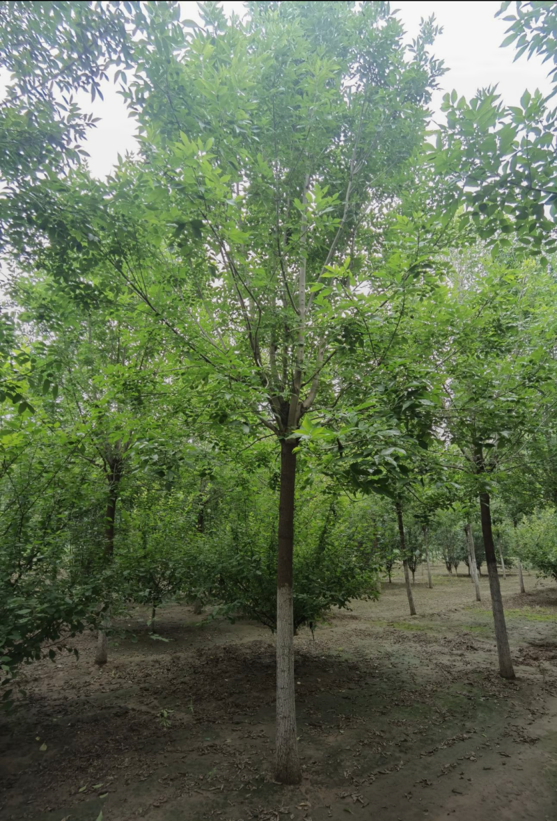（老白蜡）3公分6公分8公分10公分12公分，大量出售