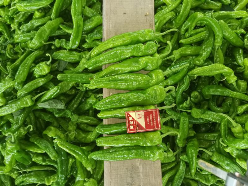 河南精品海椒个大顺直毛皮靓全部新鲜采摘基地直供可持续供货