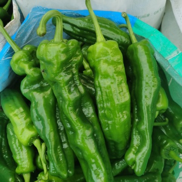 河南精品海椒个大顺直毛皮靓全部新鲜采摘基地直供可持续供货