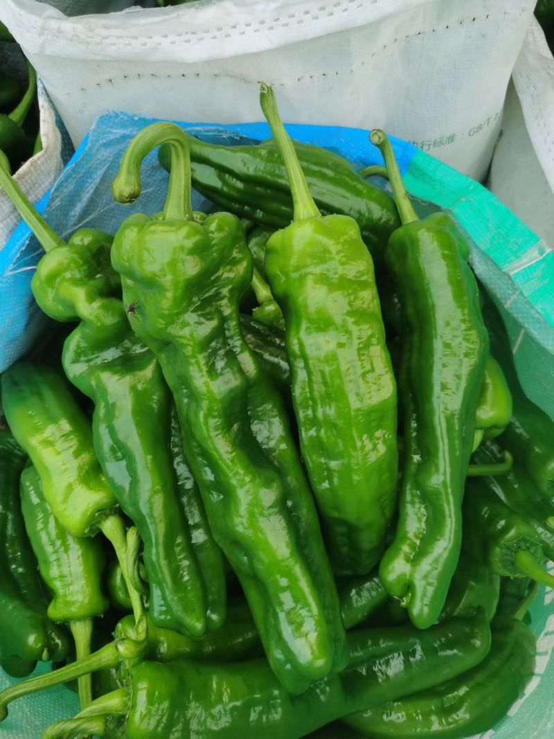 河南精品海椒个大顺直毛皮靓全部新鲜采摘基地直供可持续供货