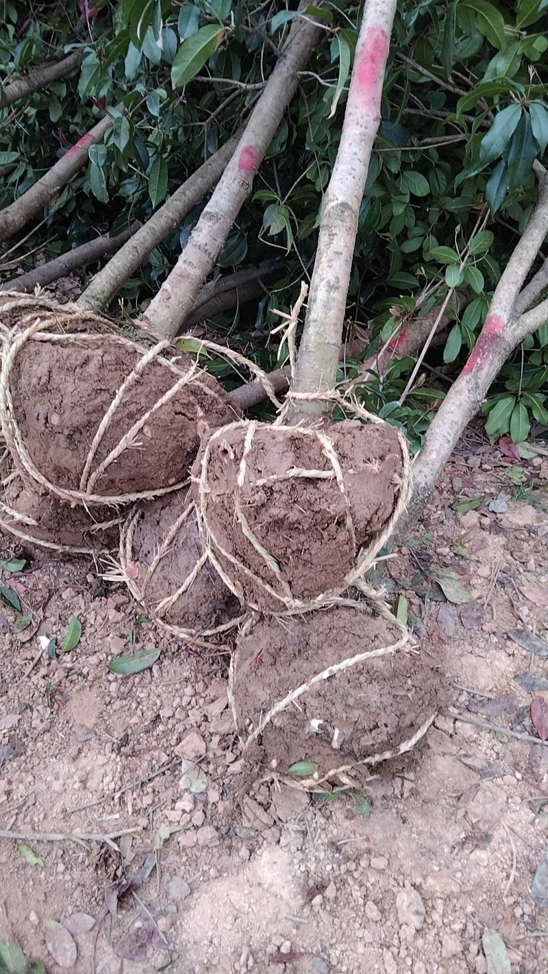 河南桂花树苗丛生桂花桂花树苗木基地直销价格优惠