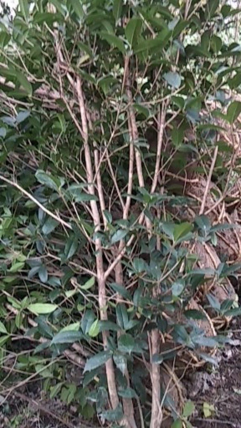 河南桂花树苗丛生桂花桂花树苗木基地直销价格优惠