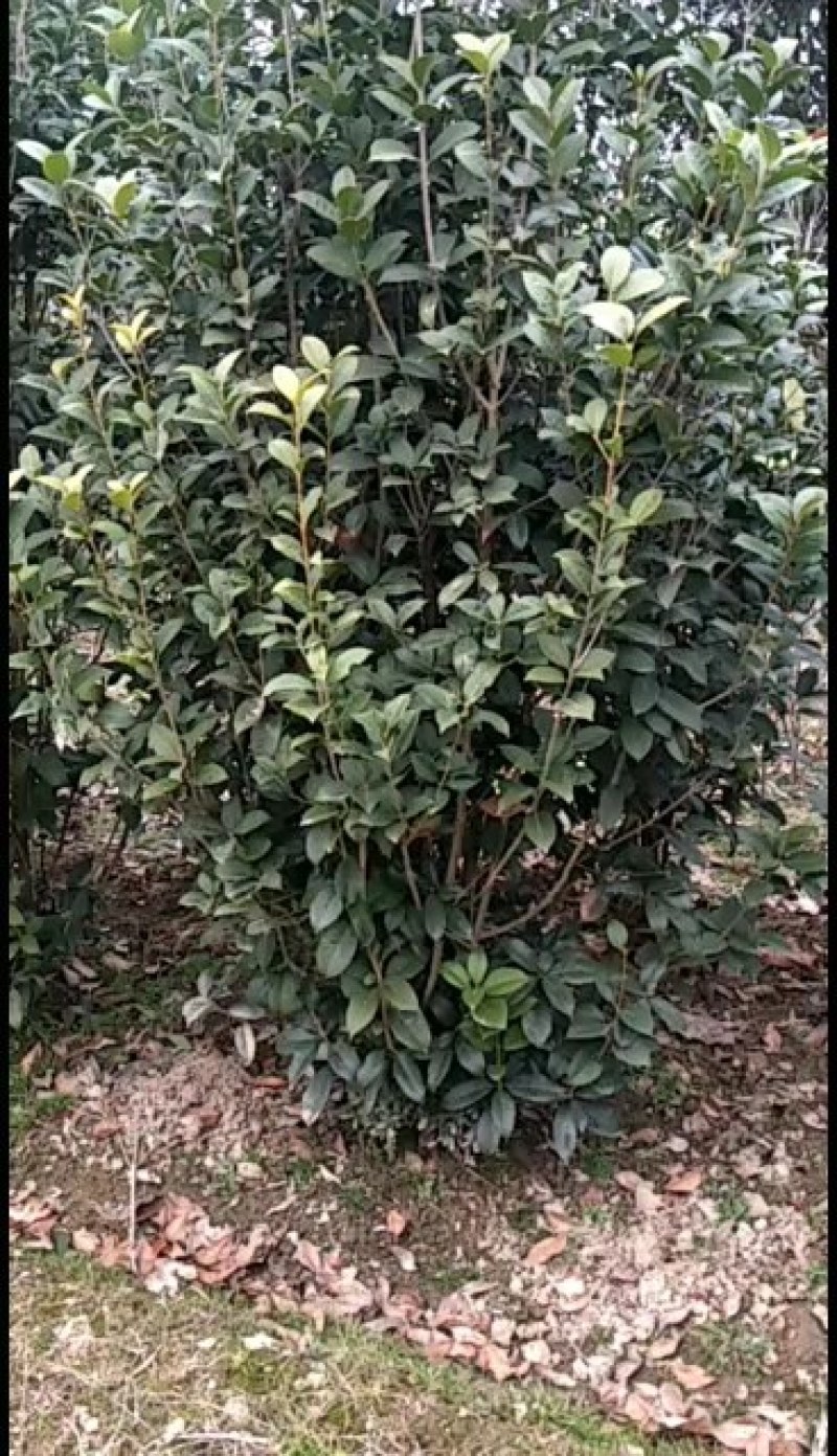 河南桂花树苗丛生桂花桂花树苗木基地直销价格优惠