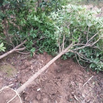 河南桂花树苗丛生桂花桂花树苗木基地直销价格