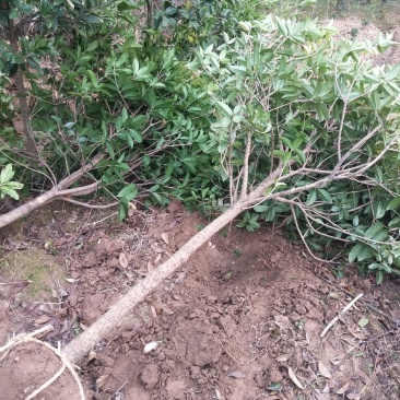 河南桂花树苗丛生桂花桂花树苗木基地直销价格优惠