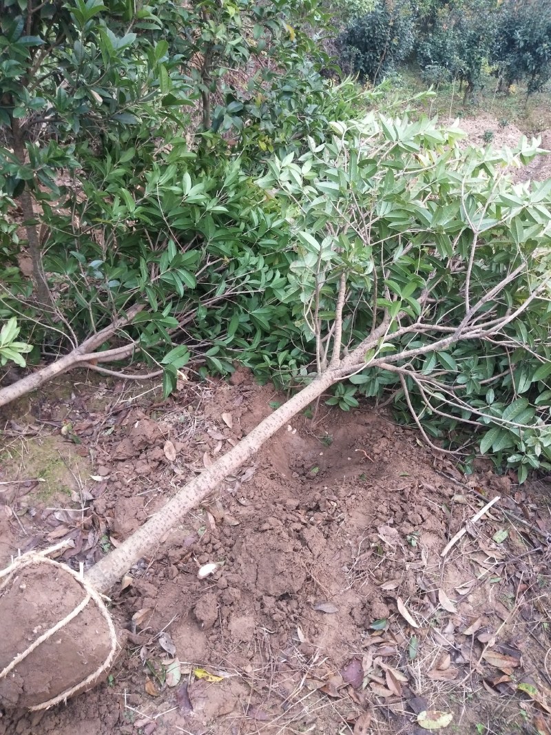河南桂花树苗丛生桂花桂花树苗木基地直销价格优惠