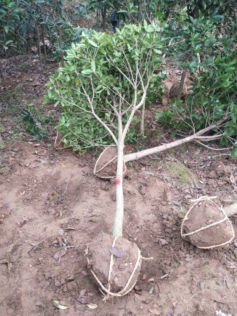 河南桂花树苗丛生桂花桂花树苗木基地直销价格优惠