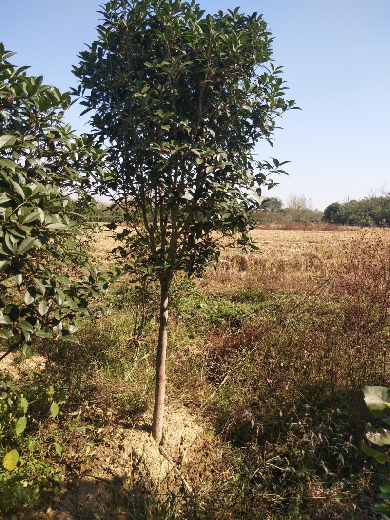 河南桂花树苗丛生桂花桂花树苗木基地直销价格优惠
