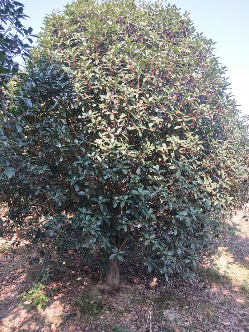 河南桂花树苗丛生桂花桂花树苗木基地直销价格优惠