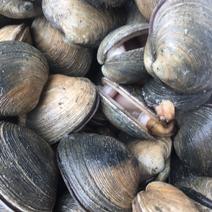 紫石房蛤鲜活全国鲜活发货也叫天鹅蛋鲜活紫石房蛤蜊