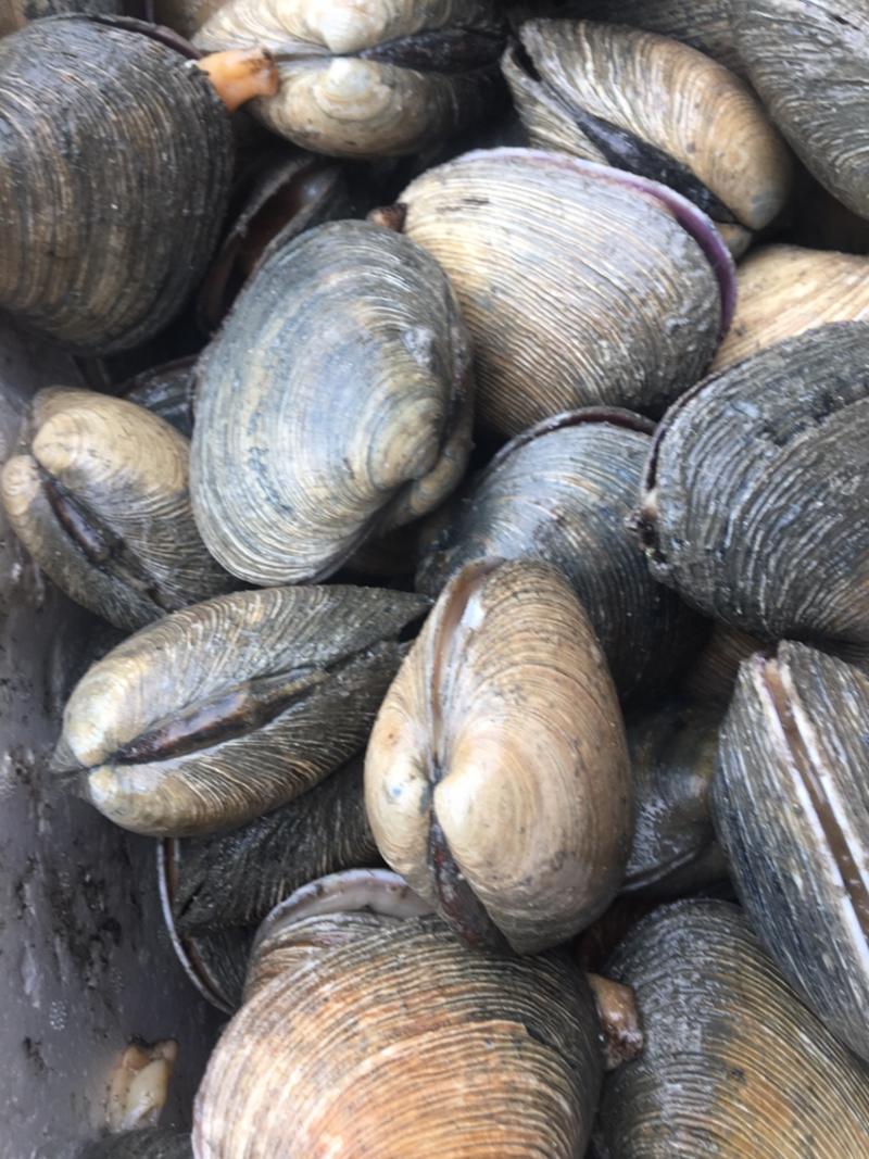 紫石房蛤鲜活全国代发鲜活发货也叫天鹅蛋鲜活紫石房蛤蜊