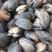 紫石房蛤鲜活全国代发鲜活发货也叫天鹅蛋鲜活紫石房蛤蜊