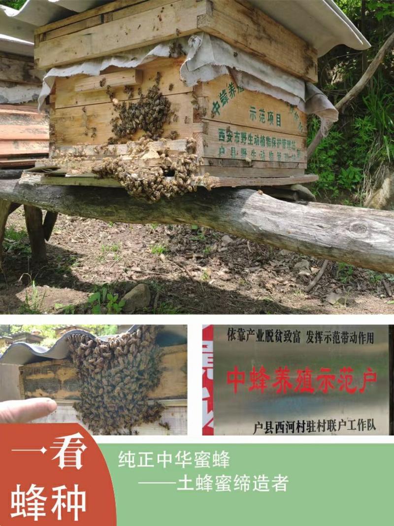 秦岭土蜂蜜，农家自产
