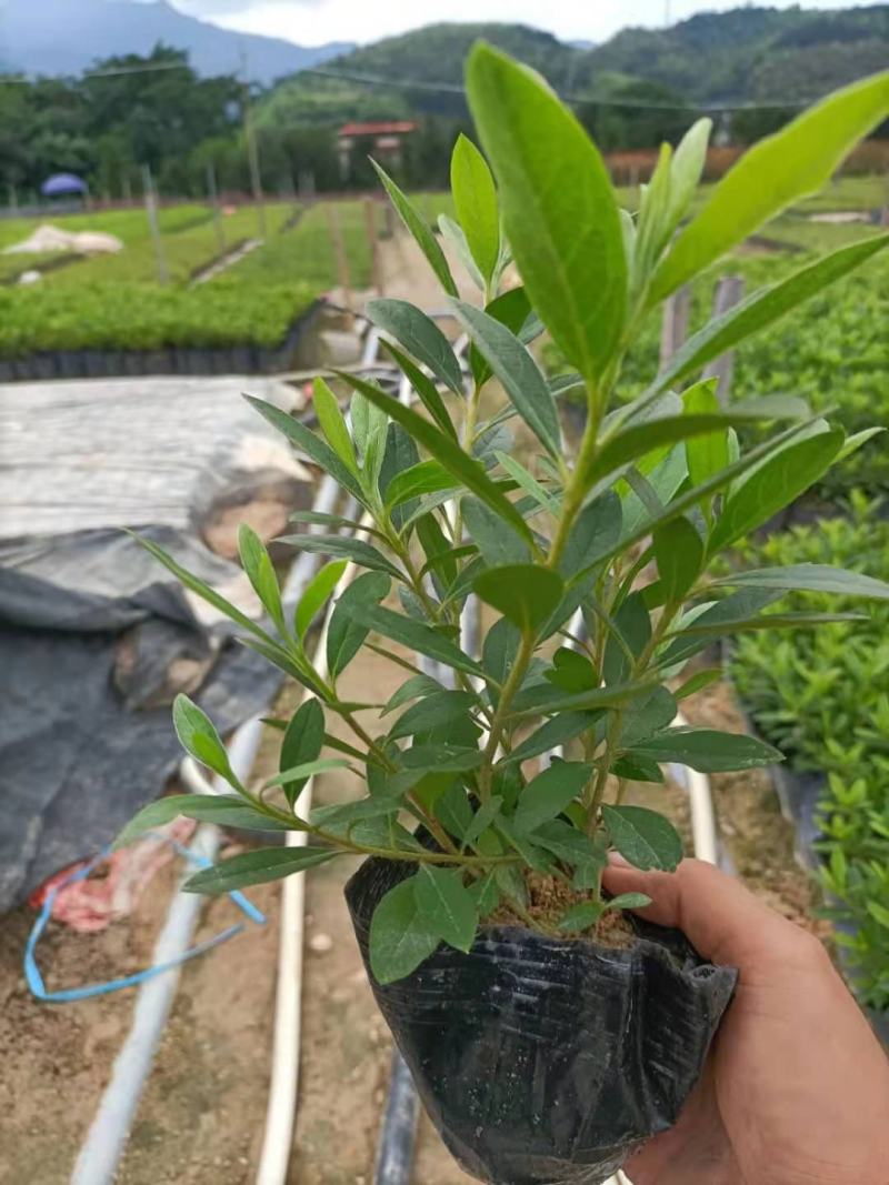 毛鹃，福建毛鹃种植批发基地，欢迎新老客户来实地考察