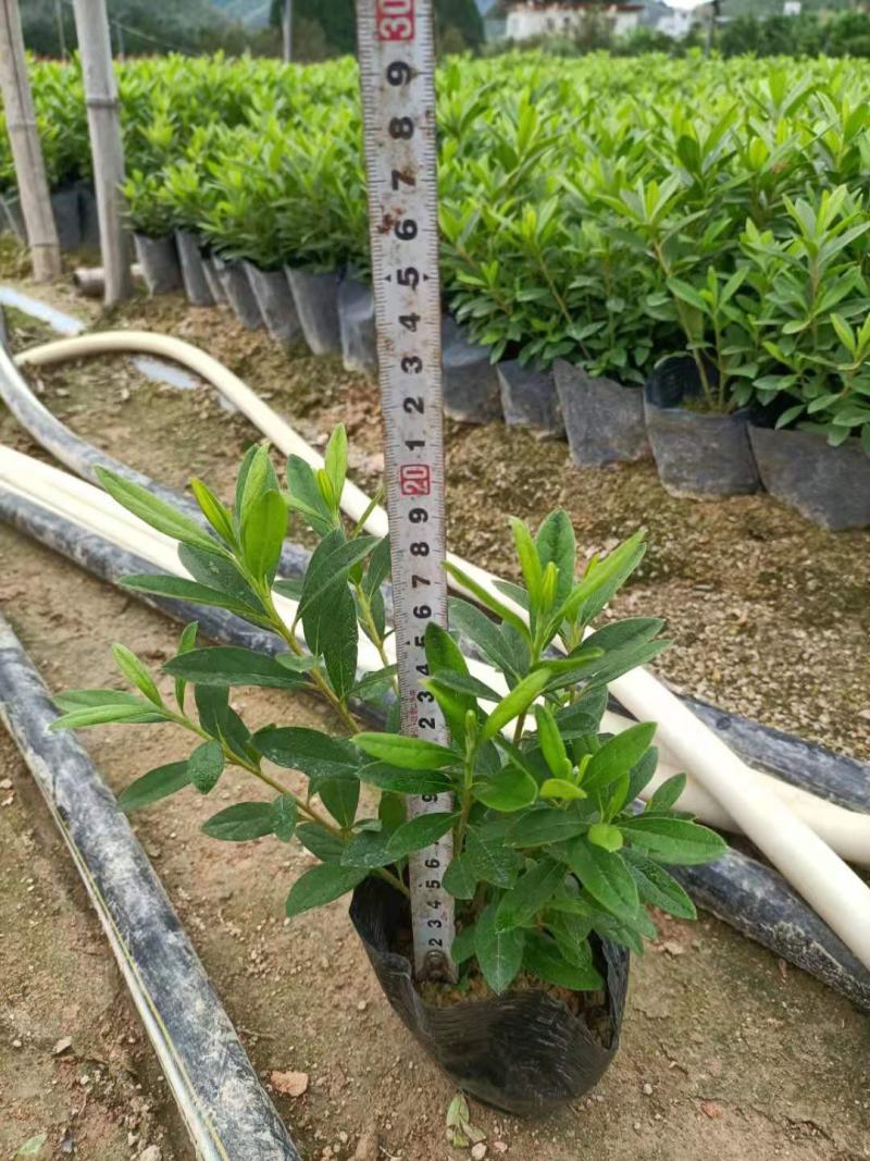 毛鹃，福建毛鹃种植批发基地，欢迎新老客户来实地考察