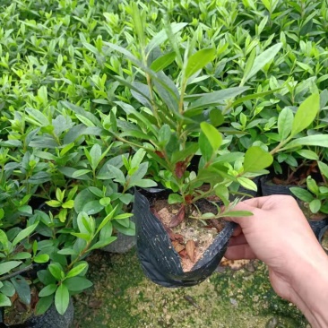毛鹃，福建毛鹃种植批发基地，欢迎新老客户来实地考察