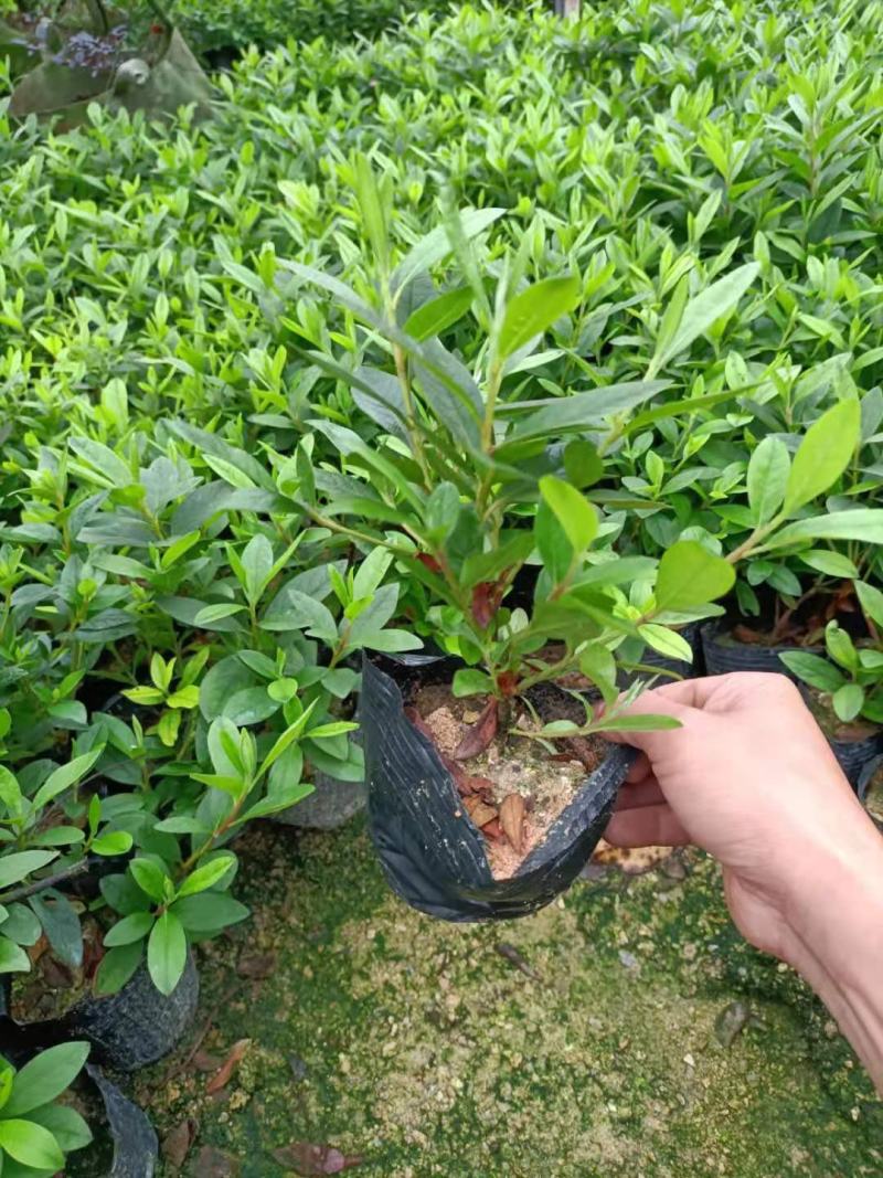 毛鹃，福建毛鹃种植批发基地，欢迎新老客户来实地考察