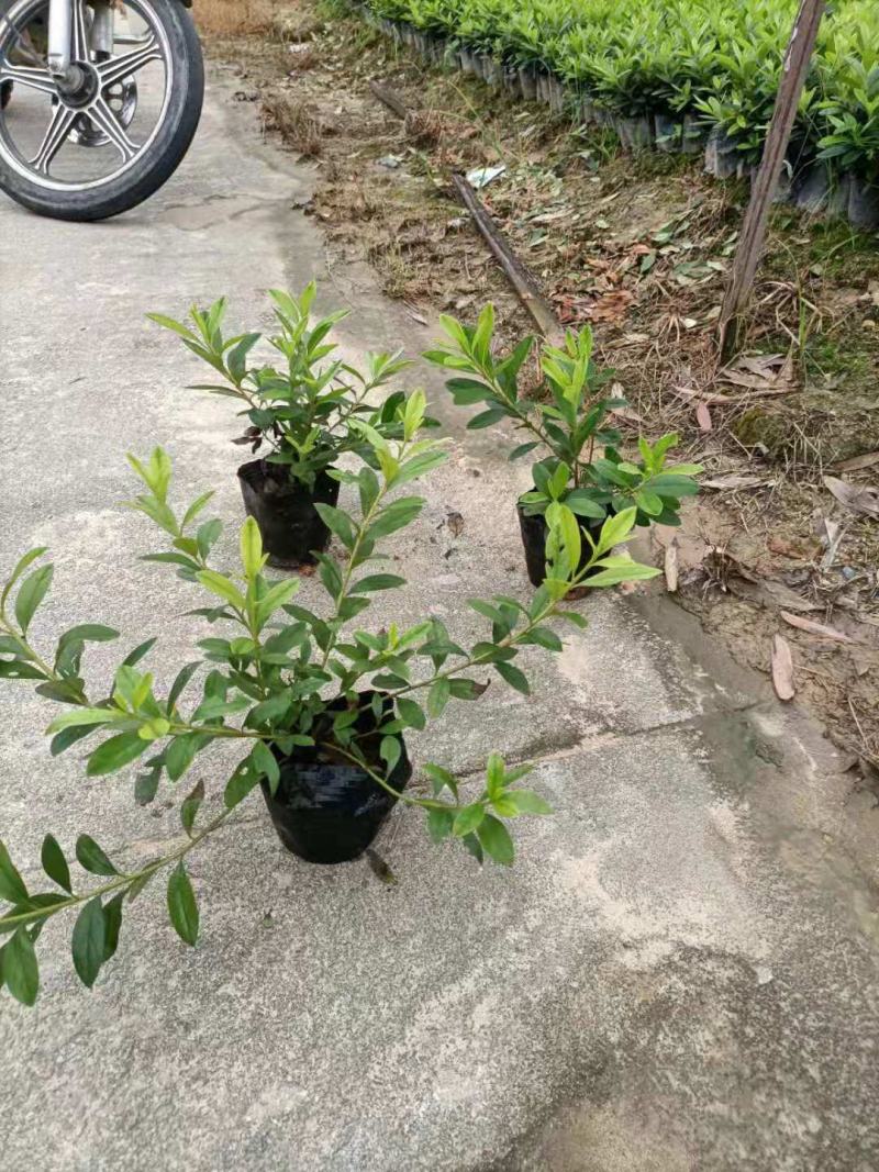 毛鹃，福建毛鹃种植批发基地，欢迎新老客户来实地考察