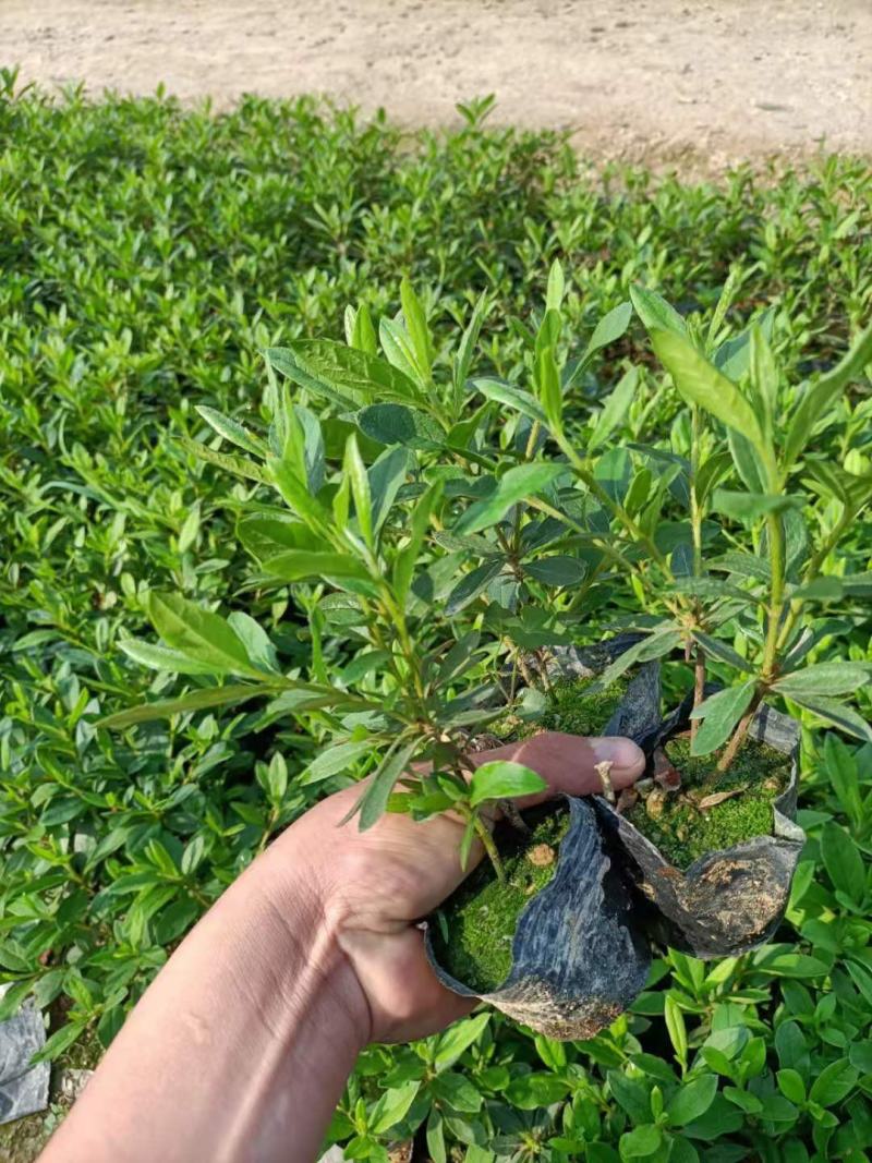 毛鹃，福建毛鹃种植批发基地，欢迎新老客户来实地考察