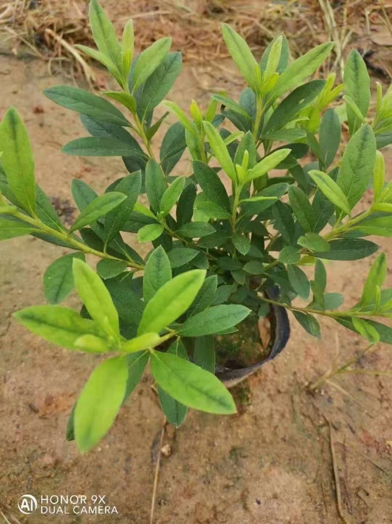 毛鹃，福建毛鹃种植批发基地，欢迎新老客户来实地考察