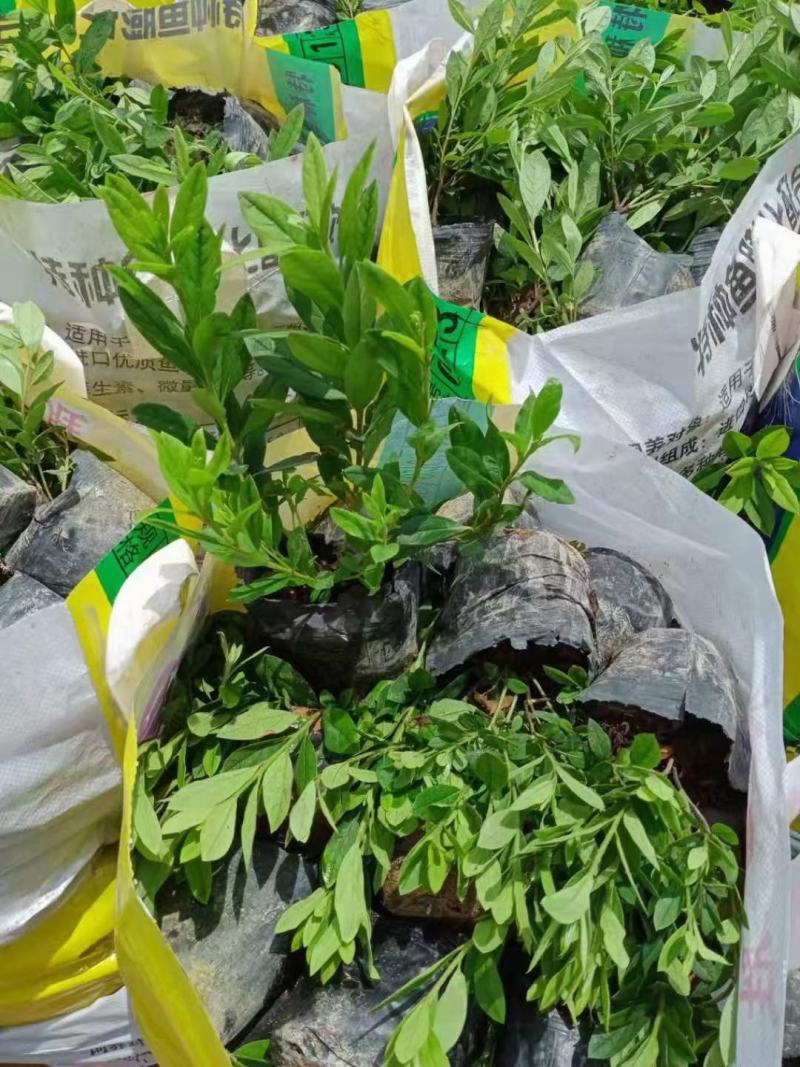 毛鹃，福建毛鹃种植批发基地，欢迎新老客户来实地考察