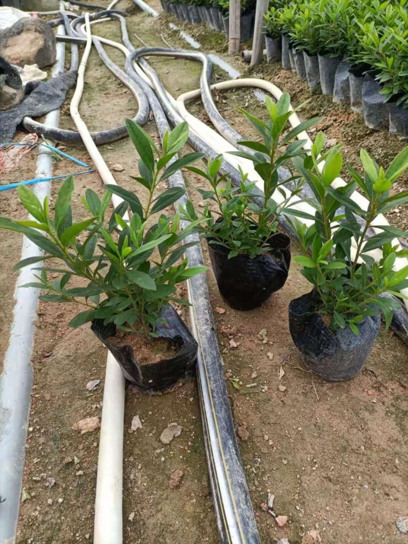 毛鹃，福建毛鹃种植批发基地，欢迎新老客户来实地考察