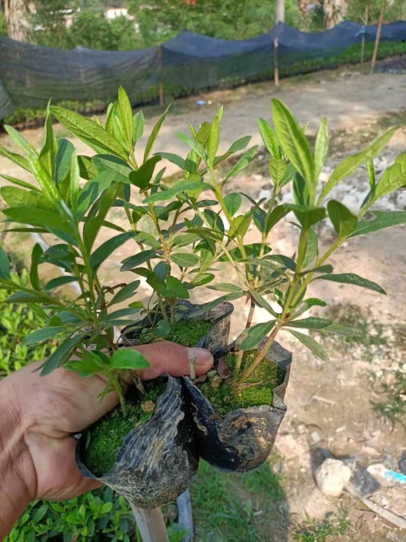 毛鹃，福建毛鹃种植批发基地，欢迎新老客户来实地考察