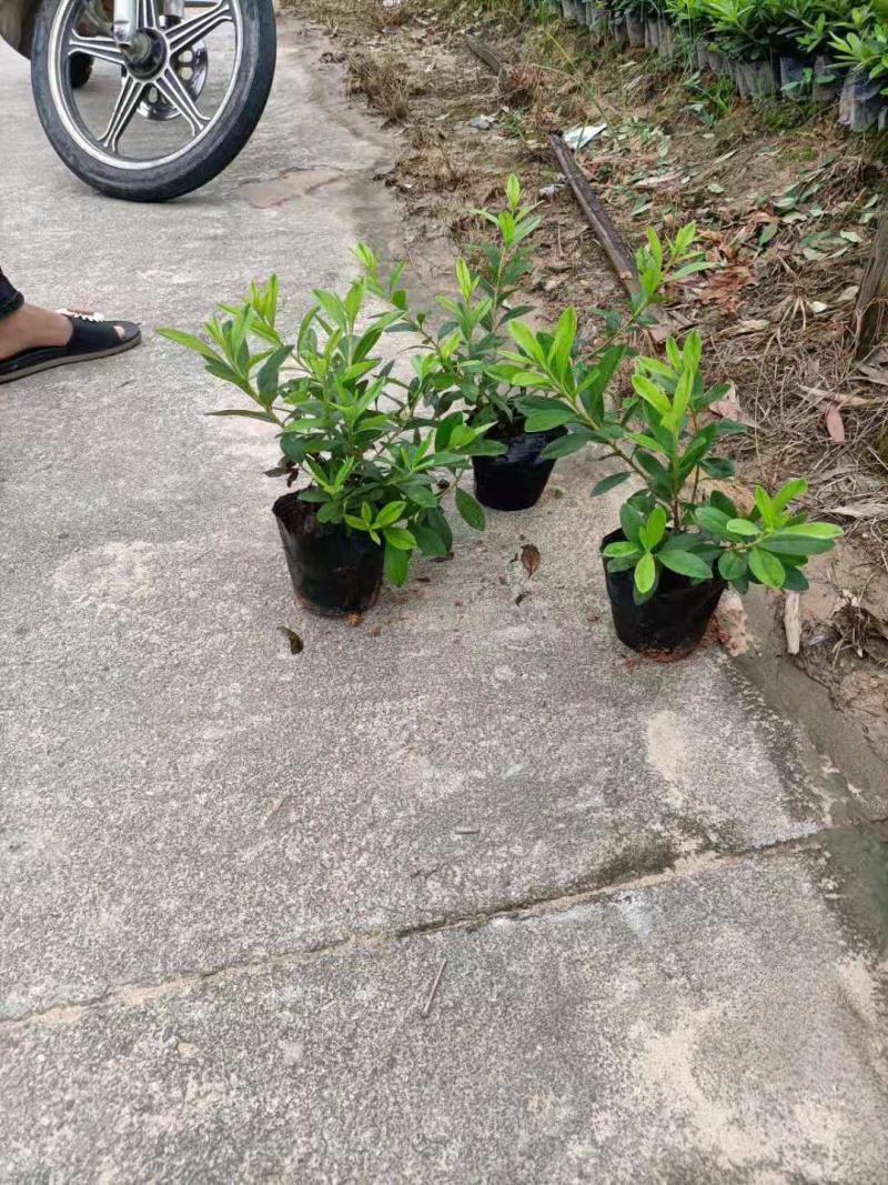 毛鹃，福建毛鹃种植批发基地，欢迎新老客户来实地考察