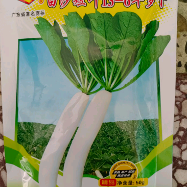 短叶13-6萝卜种高产优质种子